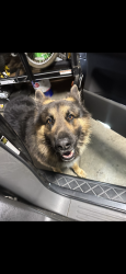 Lost Male Dog last seen A neiborhood, Moreno Valley, CA 92557