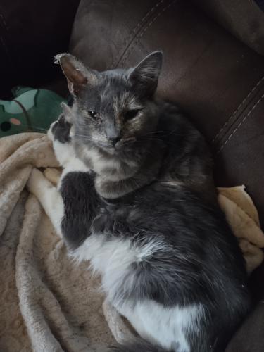 Lost Female Cat last seen Palm and Belmont, Fresno, CA 93728