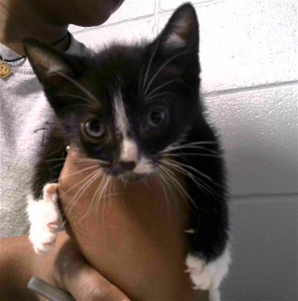 Shelter Stray Male Cat last seen Near BLOCK EASTERWOOD DR, TALLAHASSEE FL 32311, Tallahassee, FL 32311