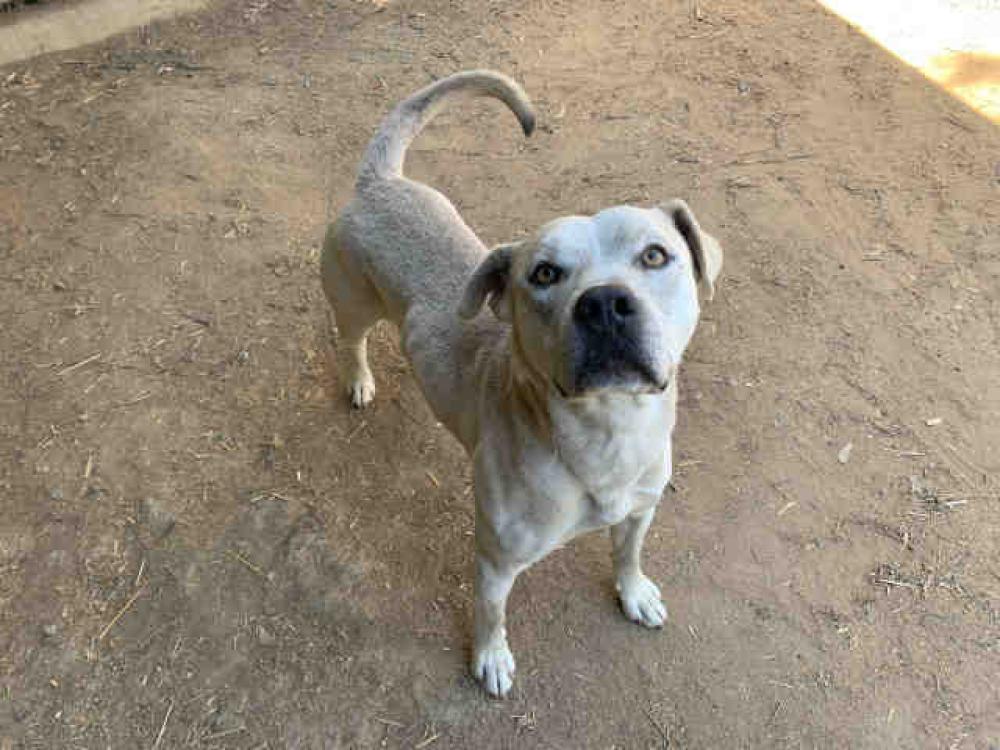Shelter Stray Male Dog last seen HIGHWAY 76, Carlsbad, CA 92011