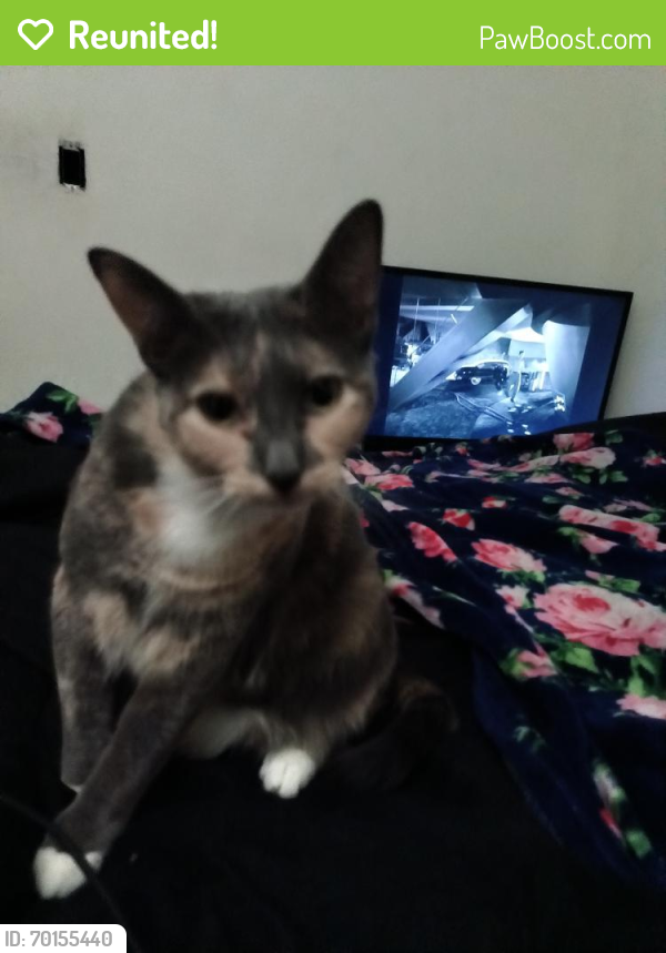 Reunited Female Cat last seen Birdsell and Linden, South Bend, IN 46628