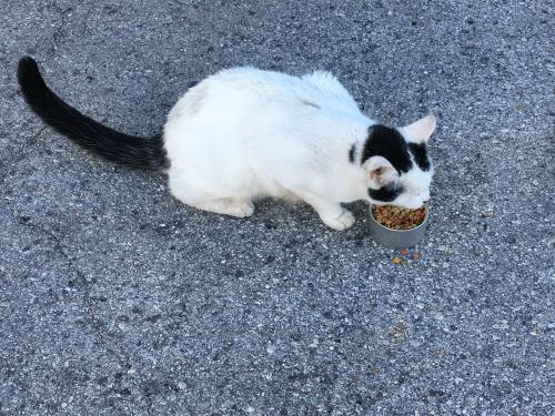 Lost Male Cat last seen Congress St, New Port Richey, FL 34653