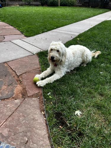 Lost Female Dog last seen Yale & Downing, Denver, Englewood, CO 80113