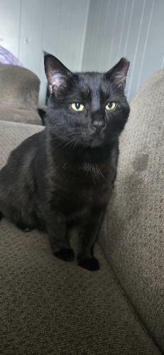 Lost Male Cat last seen Pumpkin Water Tower, Circleville, OH 43113