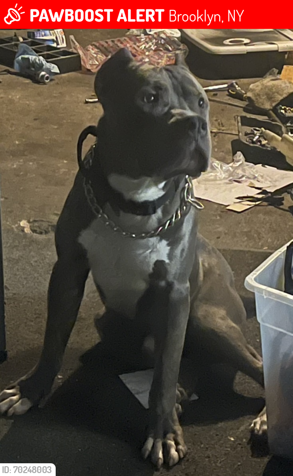 Lost Male Dog last seen East 43rd and Farragut Road, Brooklyn, NY 11203