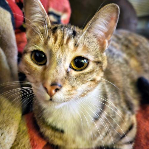 Lost Female Cat last seen S Nellis Blvd , Las Vegas, NV 89121