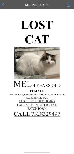 Lost Female Cat last seen Near hihg st eatontown , Eatontown, NJ 07724
