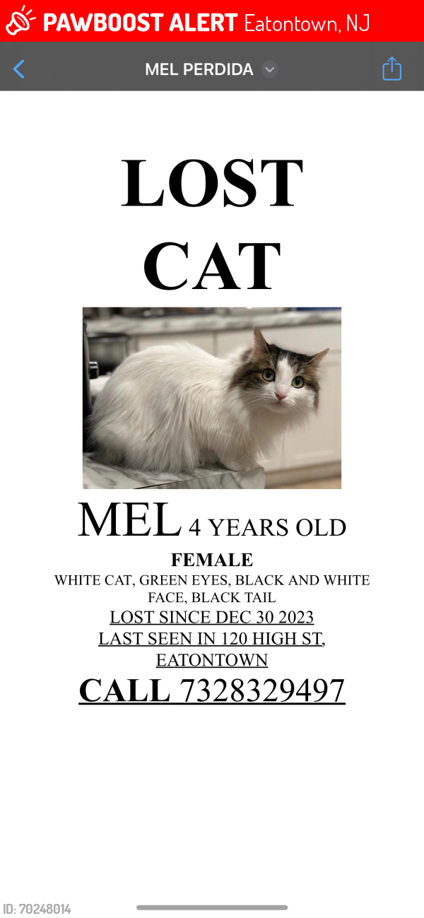 Lost Female Cat last seen Near hihg st eatontown , Eatontown, NJ 07724