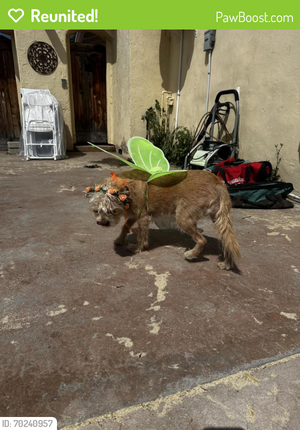 Reunited Female Dog last seen Del mar ave chula vista ca 91910, Chula Vista, CA 91910