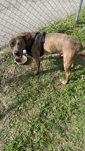 Lost Male Dog last seen Near s 38th ct, Greenacres, FL 33463
