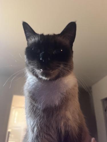 Lost Male Cat last seen 45th and Ocean View Blvd, San Diego, CA 92113