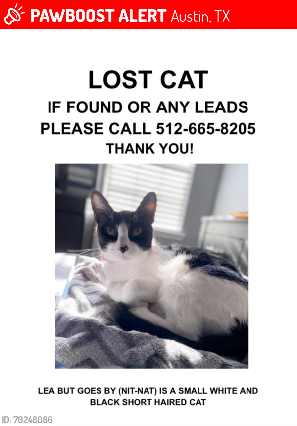 Lost Female Cat last seen Layola, Austin, TX 78724