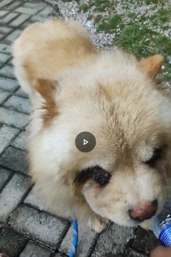 Lost Male Dog last seen Avenida Internacional , Santo Antônio, SP 06130-060