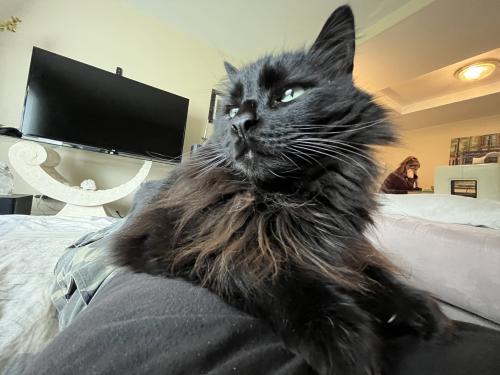 Lost Male Cat last seen Green moor place & Green meadow ave, near Los Robles golf course, Thousand Oaks, CA 91361