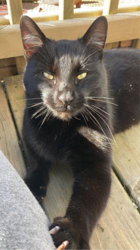Lost Male Cat last seen US-12 and Tipton Hwy, Clinton, MI 49236