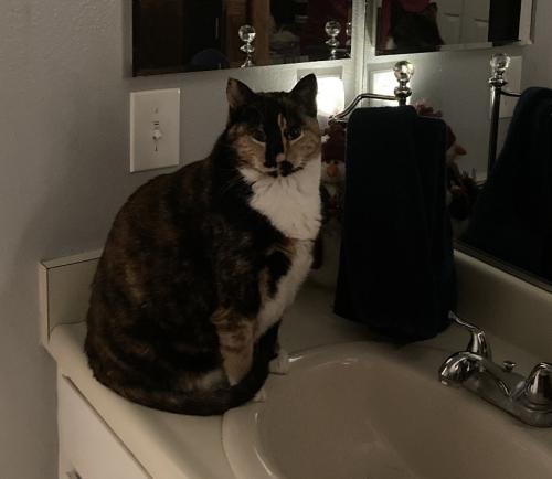 Lost Female Cat last seen Arlington/Crest and Arlington/Rutland, Riverside, CA 92503