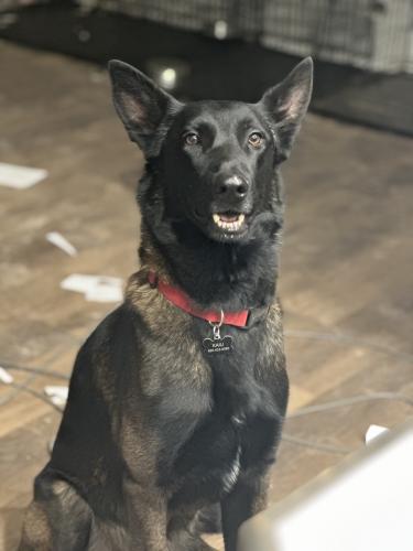 Lost Male Dog last seen Mountain and ray, Mesa, AZ 85212