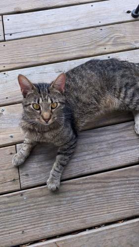 Lost Male Cat last seen Circular Dr, Augusta, GA 30906