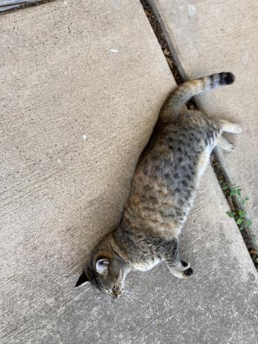 Lost Female Cat last seen Dunson & Parkview, Haltom City, TX 76148