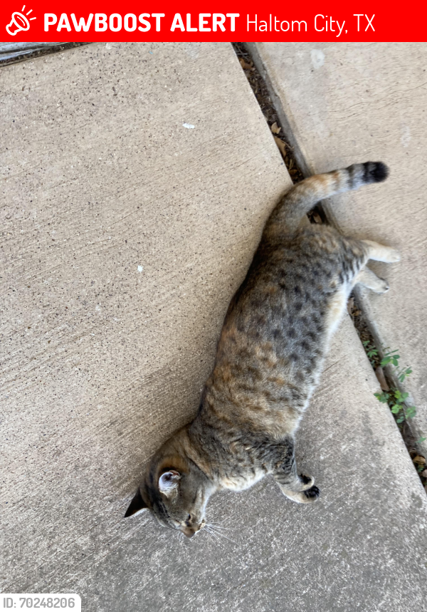 Lost Female Cat last seen Dunson & Parkview, Haltom City, TX 76148