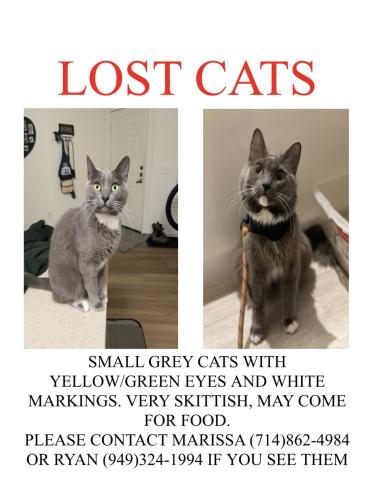 Lost Female Cat last seen Vista real apmts, Mission Viejo, CA 92691