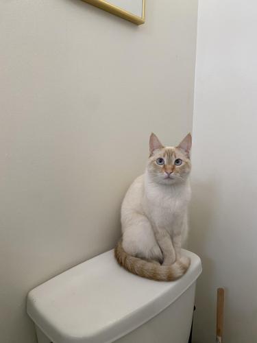 Lost Female Cat last seen Pacific and Moore, Los Angeles, CA 90066