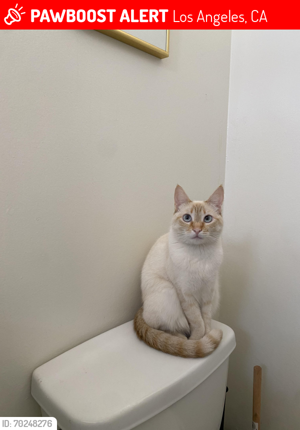 Lost Female Cat last seen Pacific and Moore, Los Angeles, CA 90066