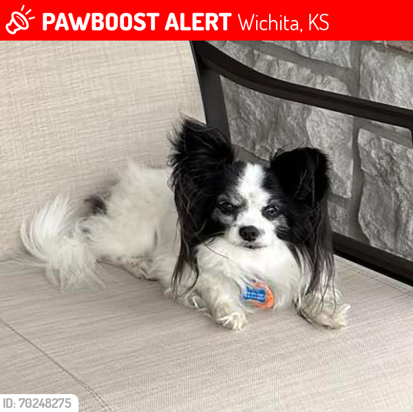 Lost Male Dog last seen 127th St E & Stampede Wichita, KS 67230, Wichita, KS 67207