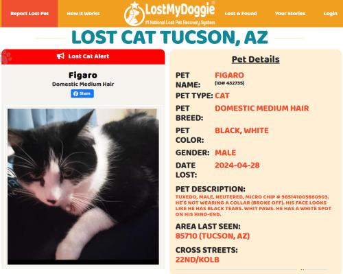 Lost Male Cat last seen 22nd / Kolb , Tucson, AZ 85710