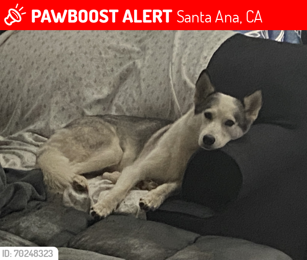 Lost Female Dog last seen Bristol and 17th , Santa Ana, CA 92706