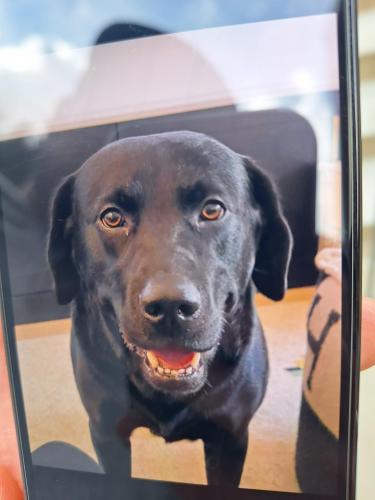 Lost Male Dog last seen Blenheim and west 32nd ave , Vancouver, BC V6L 2C2