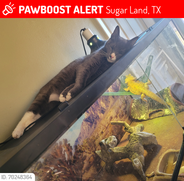 Lost Female Cat last seen Chimneystone Subdivision, Sugar Land, TX 77479