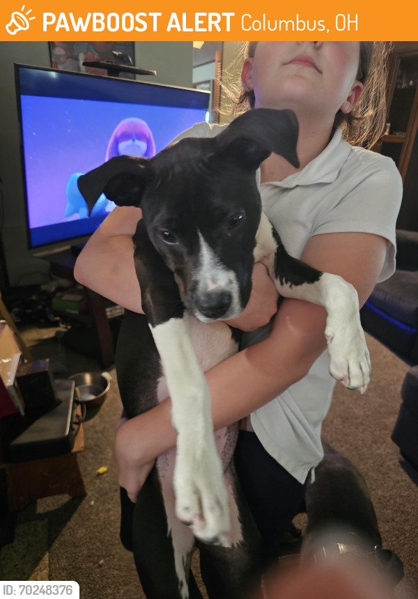 Found/Stray Female Dog last seen East north Broadway and Hamilton Avenue , Columbus, OH 43224