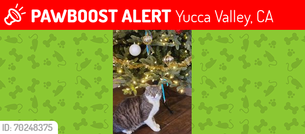 Lost Male Cat last seen cross street Pueblo , Yucca Valley, CA 92284