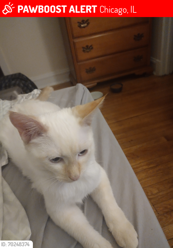 Lost Male Cat last seen Howard, Hoyne , Chicago, IL 60618