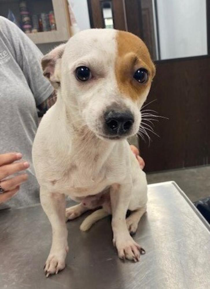 Shelter Stray Male Dog last seen LA, Lafayette, LA 70507