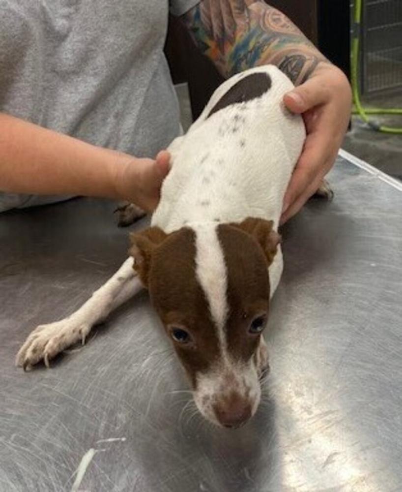 Shelter Stray Male Dog last seen LA, Lafayette, LA 70507