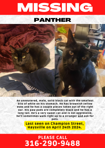 Lost Male Cat last seen First Christian Church, Haysville, KS 67060