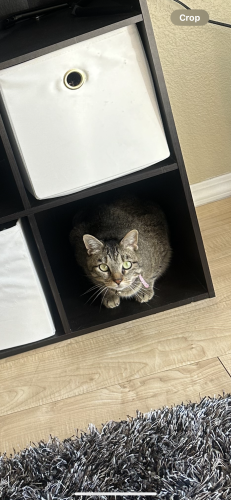 Lost Female Cat last seen Irving and Eagle Ranch, Albuquerque, NM 87114