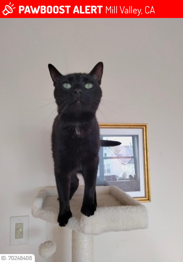 Lost Male Cat last seen Richardson Dr and Ricardo Ln, Mill Valley, CA 94941