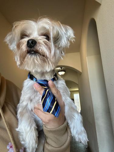 Lost Male Dog last seen Sunnyside ave and Church Ave, Fresno, CA 93727
