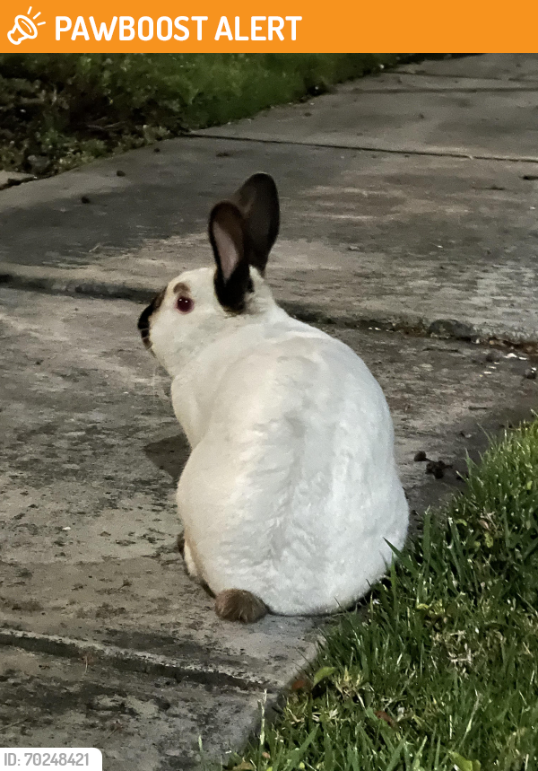 Surrendered Rabbit in Rancho Cucamonga, CA 91739 (ID: 70248421) | PawBoost