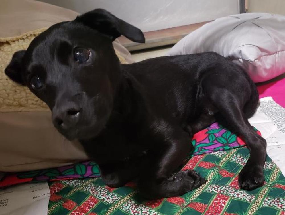 Shelter Stray Female Dog last seen Near BLOCK WALNUT DR, TEHACHAPI CA 93561, Bakersfield, CA 93308