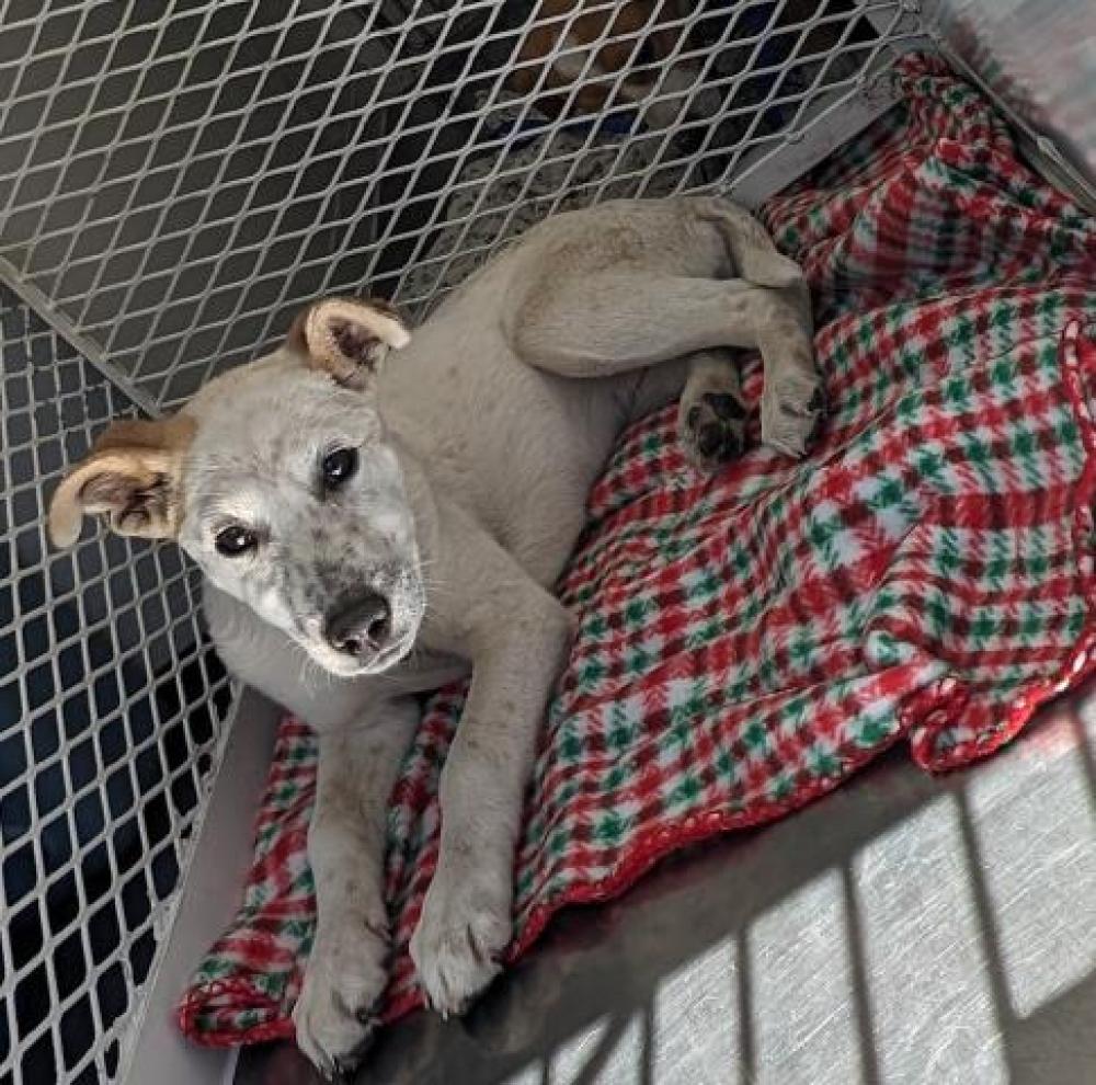 Shelter Stray Female Dog last seen Near BLOCK KERN CANYON RD, BAKERSFIELD CA 93306, Bakersfield, CA 93308