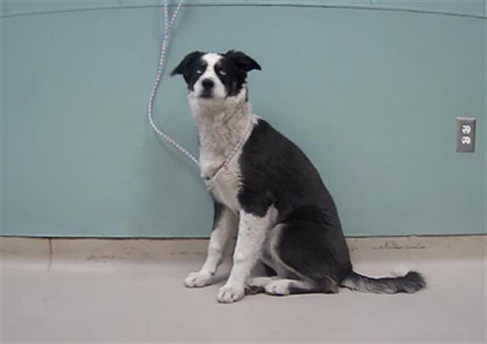 Shelter Stray Female Dog last seen Near BLOCK CALIFORNIA AVE, RENO NV 89509, Reno, NV 89502