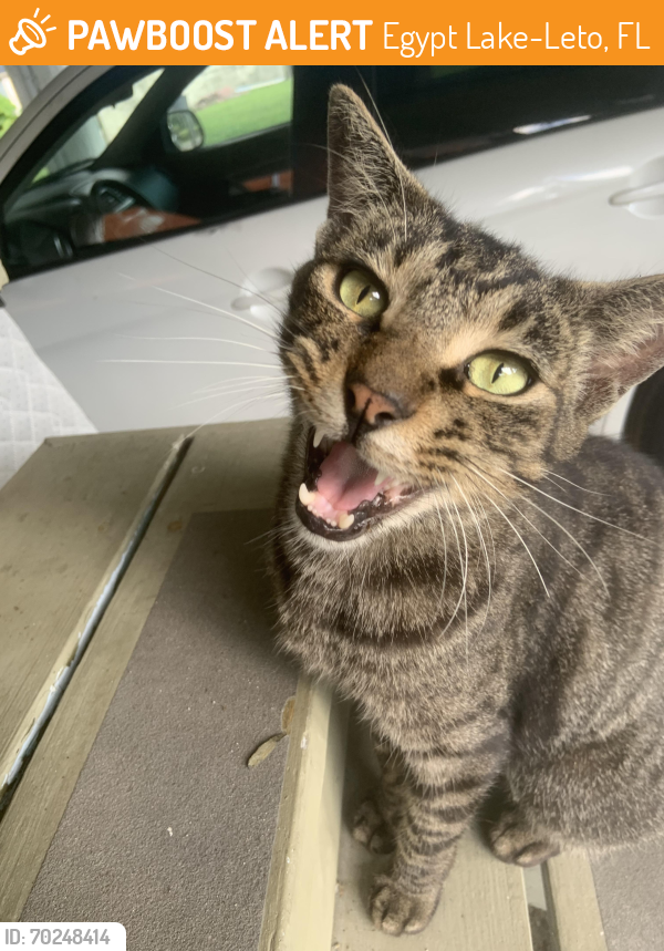 Egypt LakeLeto, FL Stray Cat Found Near West waters Ave between Lois