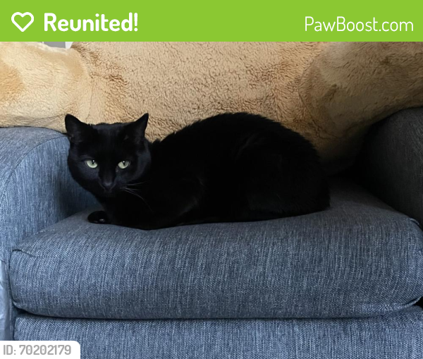 Reunited Female Cat last seen Across from Mean Cup, Lancaster, PA 17603