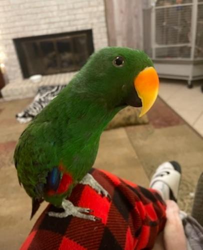 Lost Male Bird last seen Redgate, montibello dr, Cary, NC 27513