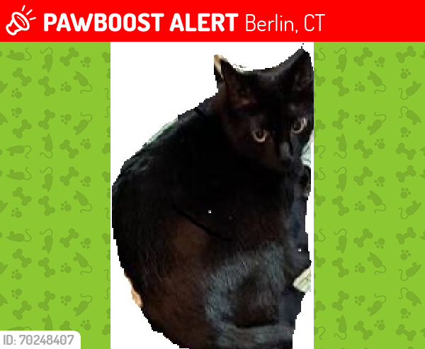 Lost Female Cat last seen citgo gas station, Berlin, CT 06037