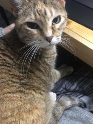 Lost Female Cat last seen Fee Fee and Bennington, St. Louis, MO 63146